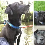 Zaginął pies, Zawadzkie, 30 maja 2024