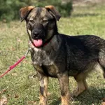 Imię: Ela Czip: 616093902524388 Płeć: samica Wiek: październik 2023 Wielkość: mały Kastracja/sterylizacja: tak Inne Psy: Akceptuje towarzystwo innych zwierząt Dzieci: W wieku szkolnym Charakter: Energ