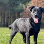 Imię: Marta Czip: 616093902524196 Płeć: samica Wiek: październik 2023 Wielkość: mały Kastracja/sterylizacja: tak Inne Psy: Akceptuje towarzystwo innych zwierząt Dzieci: W wieku szkolnym Charakter: Ene