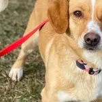 Imię: Ziomek Czip: 616093902518863 Płeć: samiec Wiek: styczeń2023 Wielkość: mały Kastracja/sterylizacja: tak Inne Psy: Akceptuje towarzystwo innych zwierząt Dzieci: W wieku szkolnym Charakter: Energic