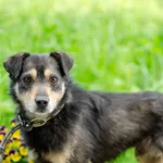 Prosto z gangu słodziaków - Lubek szuka domu!