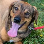 Imię: Aksa Czip: 939000011015269 Płeć: samica Wiek: styczeń 2022 Wielkość: średnia Kastracja/sterylizacja: tak Inne Psy: Akceptuje towarzystwo innych zwierząt Dzieci: W wieku szkolnym Charakter: Rados