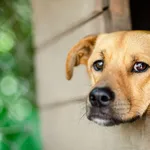 Roczny Rydzyk, niekonfliktowa psina do adopcji!