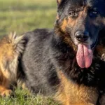 Imię: Zdzisiu Czip: 616093902524204 Płeć: samiec Wiek: styczeń 2015 Wielkość: duży Kastracja/sterylizacja: tak Inne Psy: Akceptuje towarzystwo innych zwierząt Dzieci: W wieku szkolnym Charakter: Spoko