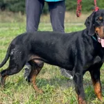 Imię: Scooby Czip: 616093902338908 Płeć: samiec Wiek: styczeń2018 Wielkość: średni Kastracja/sterylizacja: tak Inne Psy: Akceptuje towarzystwo innych zwierząt Dzieci: W wieku szkolnym Charakter: Energ