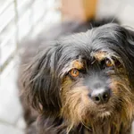 Czort - młodziutki, niskopodłogowy wesołek!