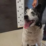 Przyjęty: 2024-05-28 Gmina: Libiąż Płeć: Pies Opis: mieszaniec, czarno-białe