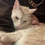 Zaginął kot, Łódź, 30 maja 2024