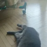 Zaginął kot, Łódź, 31 maja 2024