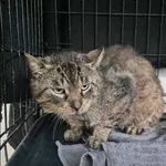 Znaleziono kota, Grudziądz, 31 maja 2024