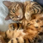 Zaginął kot, Czarna Dąbrowa, 31 maja 2024