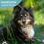 Kameleon