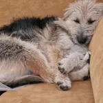 Zaginął pies, Łódź, 31 maja 2024