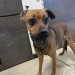 Przyjęty: 2024-05-31 Gmina: Libiąż Płeć: Suka Opis: mieszaniec, brąz