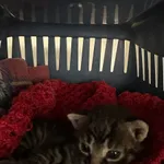 Kot do adopcji, Włocławek, 29 maja 2024