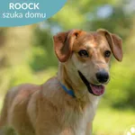 Roock