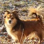 Zaginął pies, Łódź, 31 maja 2024