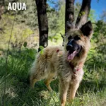 Pies do adopcji, Rytlów, 31 maja 2024