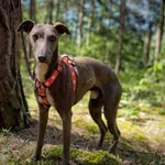 Pies do adopcji, Rytlów, 31 maja 2024