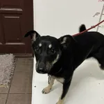 Świerklaniec 616093902523620 mieszaniec czarno beżowa suka 236/2024