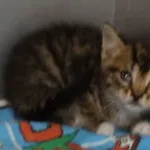 KOCIAKI Z INTERWENCJI 30.05.2024