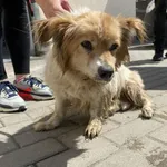 Nr: 198/2024 - Pies z Jaworzyna Śląska