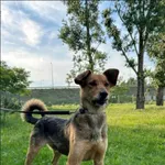 Znaleziono psa, Grudziądz, 2 marca 2024