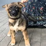 Znaleziono psa, Toruń, 31 maja 2024