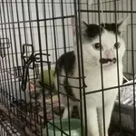 Znaleziono kota, Toruń, 30 maja 2024