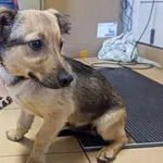 Znaleziono psa, Toruń, 31 maja 2024