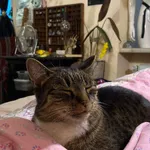 Zaginął Wąsik - wymaga leczenia!