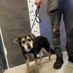 Znaleziono psa, Chełmek, 31 maja 2024