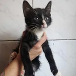 Kocurek poz. 24/236/K