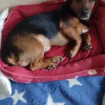 Zaginął pies, Częstochowa, 2 czerwca 2024