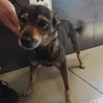 Znaleziono psa, Chełmek, 1 czerwca 2024