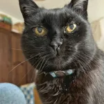 Zaginął kot, Łódź, 2 czerwca 2024