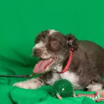 Pies do adopcji, Gdańsk, 4 czerwca 2024