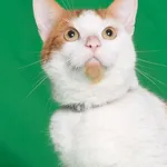 Kot do adopcji, Gdańsk, 28 kwietnia 2024