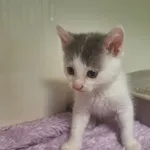 Kot do adopcji, Orzechowce, 4 czerwca 2024