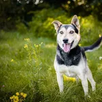 Reksio - przyjazna, owczarkowata psinka do pokochania!