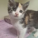 Kot do adopcji, Orzechowce, 4 czerwca 2024