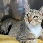 Kot do adopcji, Włocławek, 4 czerwca 2024