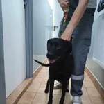 Znaleziono psa, Sosnowiec, 2 czerwca 2024