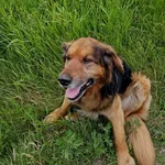 Zaginął pies, Samsieczno, 4 czerwca 2024