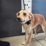 Przyjęty: 2024-06-04 Gmina: Tomice Płeć: Suka Opis: mieszaniec, rudo-białe