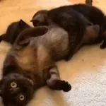 Mama Melisa i 3 maluchy