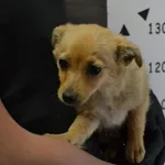 Pies do adopcji, Chełmek, 18 maja 2024