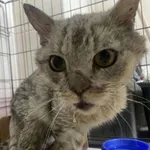 Nr: 204/2024 - Kot z Świdnica Miasto