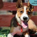 Pies do adopcji, Dąbrówka, 4 czerwca 2024