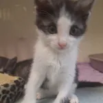 Kot do adopcji, Orzechowce, 4 czerwca 2024